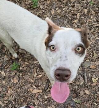Rescue Australian Cattle Dog Blue Heeler Dogs for Adoption in Ontario, California - Bandit FL | PetCurious