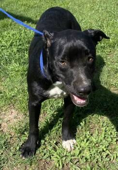 Jackson -  Labrador Retriever and Mixed Breed Dog for Adoption in Conway, South Carolina - Jackson | PetCurious