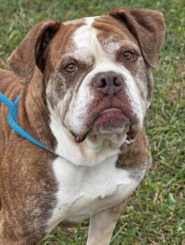 Sanna -  American Bulldog Dog for Adoption in Anderson, Indiana - Sanna | PetCurious