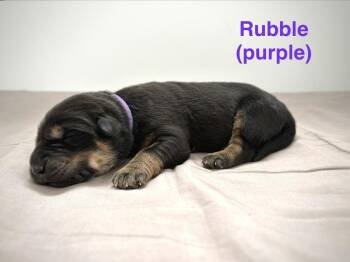 Retriever and Shepherd Dogs Available for Adoption in Calgary, Alberta - Rubble | PetCurious