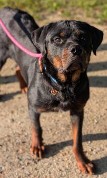 Yogi -  Rottweiler Dog for Adoption in Deering, New Hampshire - Yogi | PetCurious