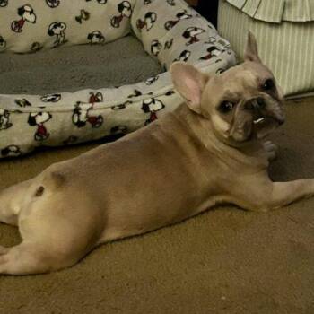 Pinto -  French Bulldog Dog for Adoption in Henderson, Nevada - Pinto | PetCurious