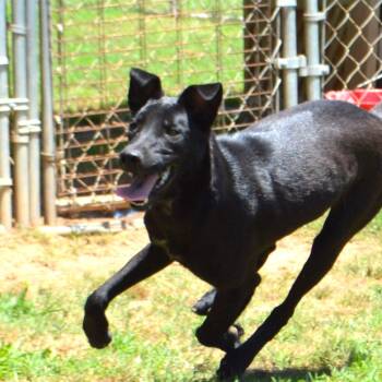 Rescue Black Labrador Retriever and German Shepherd Dog Dogs for Adoption in Athens, Alabama - Iva | PetCurious