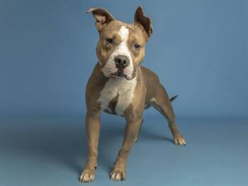 Pit Bull Terrier Dogs Available for Adoption - KNOX | PetCurious
