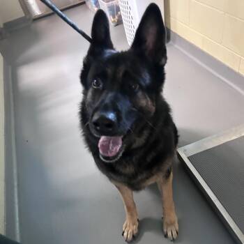 Nikki -  Mixed Breed Dog for Adoption in Asheville, North Carolina - Nikki | PetCurious