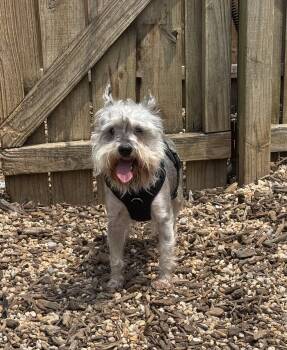 Hercules -  Miniature Schnauzer Dog for Adoption in Ellicott City, Maryland - Hercules | PetCurious