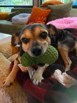 Penny -  Chihuahua Dog for Adoption in Tacoma, Washington - Penny | PetCurious