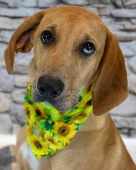 Aria -  Labrador Retriever and Hound Dog for Adoption in Kennesaw, Georgia - Aria | PetCurious