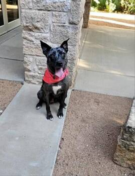 Peony -  Catahoula Leopard Dog Dog for Adoption in Wolcott, Connecticut - Peony | PetCurious