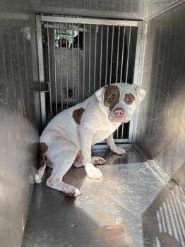 Cream -  Terrier and Mixed Breed Dog for Adoption in Shreveport, Louisiana - Cream | PetCurious