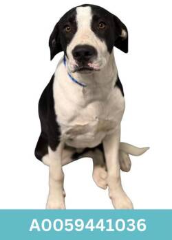 Rescue Hound Dogs for Adoption in Red Bluff, California - Hudson | PetCurious