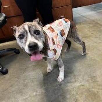 Rescue Pit Bull Terrier Dogs for Adoption in Columbus, Mississippi - SCOUT | PetCurious