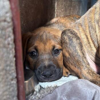 Strudel -  Pit Bull Terrier and Mixed Breed Dog for Adoption in Goleta, California - Strudel | PetCurious