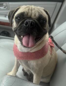 Camilla -  Pug Dog for Adoption in Elwood, Illinois - Camilla | PetCurious