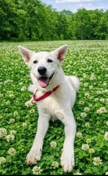 Great Pyrenees and Cattle Dog Dogs Available for Adoption in Columbia, Maryland - Francis - Fee Is Sponsored! | PetCurious