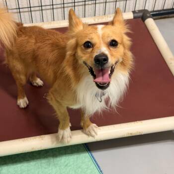 Rescue Chihuahua and Corgi Dogs for Adoption in Mansfield, Texas - Amos | PetCurious