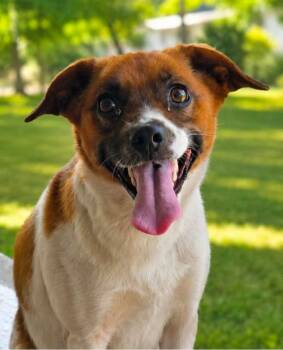 Piper -  Terrier Dog for Adoption in El Dorado, Arkansas - Piper | PetCurious