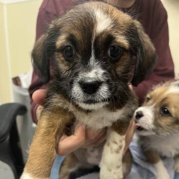 REESES -  Terrier and Mixed Breed Dog for Adoption in Richmond, California - REESES | PetCurious