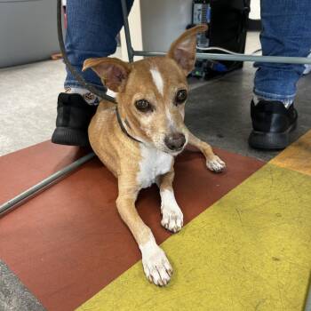 Bud -  Chihuahua Dog for Adoption in Philadelphia, Pennsylvania - Bud | PetCurious
