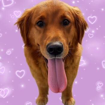 Golden Retriever Dogs Available for Adoption - Chloe | PetCurious