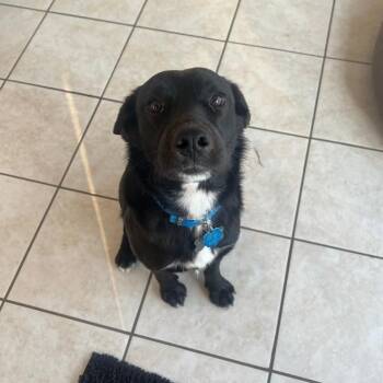 Black Labrador Retriever Dogs Available for Adoption - Frisco | PetCurious