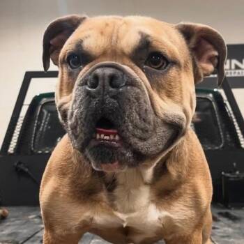 Blue -  English Bulldog Dog for Adoption in Red Deer, Alberta - Blue | PetCurious