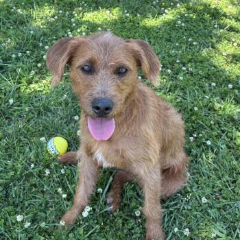 Terrier Dogs Available for Adoption in Lowell, Arkansas - Oliver | PetCurious