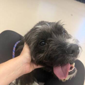 Henry -  Terrier Dog for Adoption in Grand Junction, Colorado - Henry | PetCurious