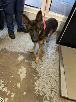 Sweetie -  German Shepherd Dog Dog for Adoption in Mobile, Alabama - Sweetie | PetCurious
