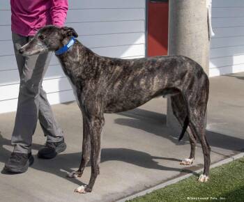 Kenzo -  Greyhound Dog for Adoption in Woodinville, Washington - Kenzo | PetCurious