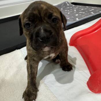 Chesney -  Hound and Mixed Breed Dog for Adoption in Pinellas Park, Florida - Chesney | PetCurious