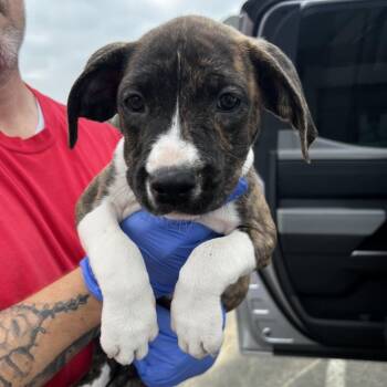 Terrier Dogs Available for Adoption - Wendy | PetCurious