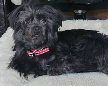 Betty -  Yorkshire Terrier Dog for Adoption in Lewistown, Pennsylvania - Betty | PetCurious