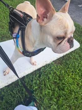 Rescue Boston Terrier Dogs for Adoption in Parkland, Florida - Coco | PetCurious