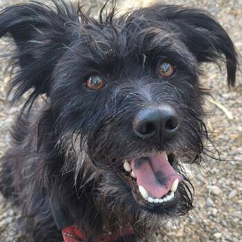 Rocket -  Terrier Dog for Adoption in Lake Havasu City, Arizona - Rocket | PetCurious