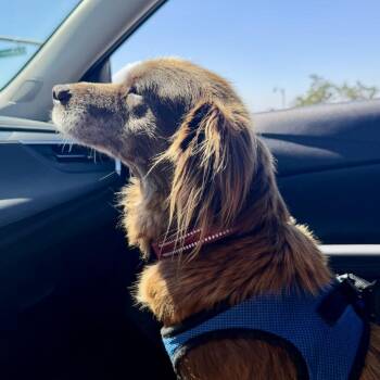 Honor -  Cocker Spaniel and Mixed Breed Dog for Adoption in Los Angeles, California - Honor | PetCurious