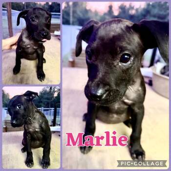 Marlie -  Pit Bull Terrier and Mixed Breed Dog for Adoption in Opelika, Alabama - Marlie | PetCurious