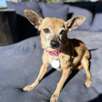 Rescue Chihuahua Dogs for Adoption in Ramona, California - Schatze (Mimolette) | PetCurious
