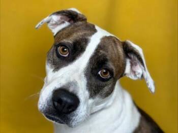 Ella -  Pit Bull Terrier Dog for Adoption in Portland, Oregon - Ella | PetCurious