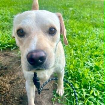 Remmy -  Yellow Labrador Retriever and Mixed Breed Dog for Adoption in Alma, Wisconsin - Remmy | PetCurious
