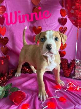 American Bully Dogs Available for Adoption - Winnie | PetCurious