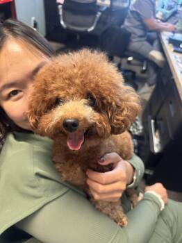 Sasa -  Miniature Poodle Dog for Adoption in Laguna Beach, California - Sasa | PetCurious