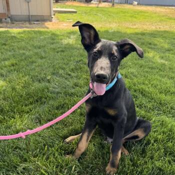 Zoro -  Mixed Breed Dog for Adoption in Spokane, Washington - Zoro | PetCurious