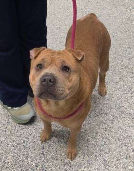 Soni -  Terrier Dog for Adoption in Athens, Tennessee - Soni | PetCurious