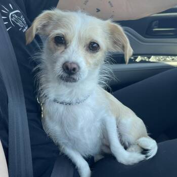 Chihuahua Dogs Available for Adoption - Marley | PetCurious