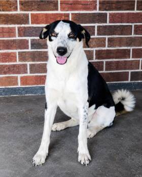 MIA -  Labrador Retriever Dog for Adoption in Harlingen, Texas - MIA | PetCurious