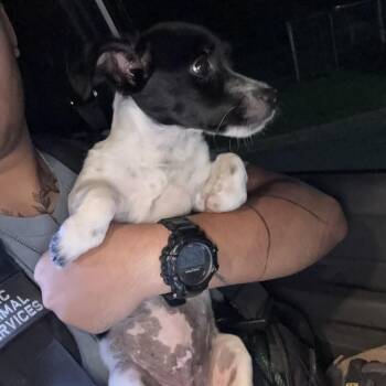 Wiley -  Mixed Breed Dog for Adoption in Chattanooga, Tennessee - Wiley | PetCurious