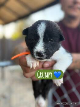 Grumpy -  Akita Dog for Adoption in Lodi, California - Grumpy | PetCurious