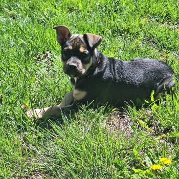 English Bulldog Dogs Available for Adoption - Kissy | PetCurious