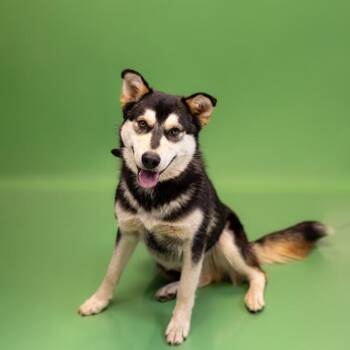 Siberian Husky Dogs Available for Adoption in Lawrenceville, Georgia - Pen 179 Biscuit | PetCurious